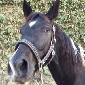 Meet your Posher, Dillseph
